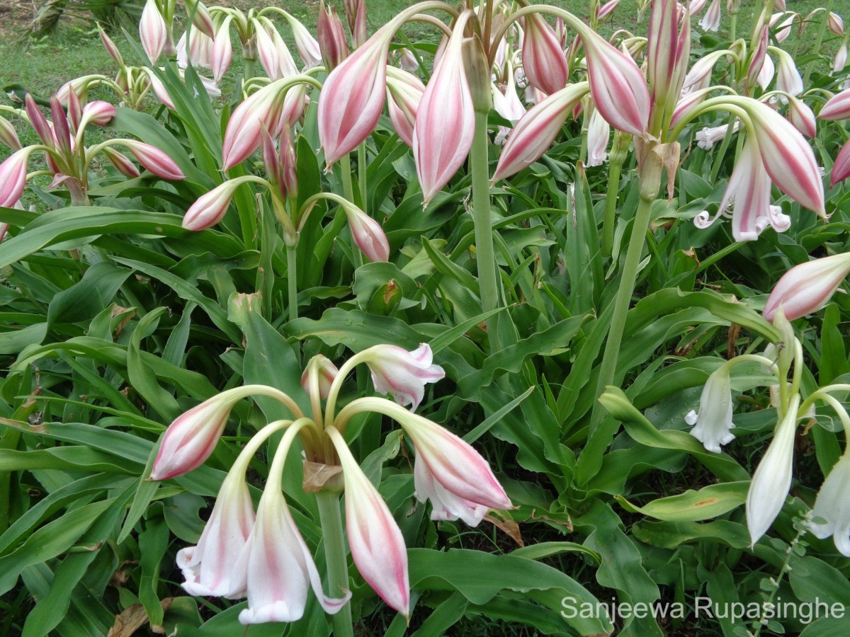 Crinum zeylanicum (L.) L.